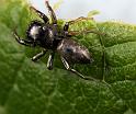 Heliophanus_ZZXYX_D8187_Z_85_Bij afgraving_Nederland
